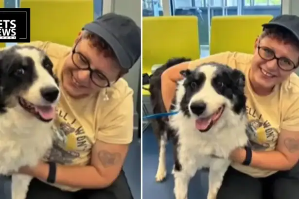 Missing Dog Turns Up 1,100 Miles From Home, and No One Knows How He Got There