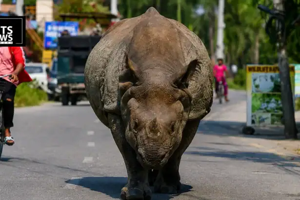 Meet Nepal's "Townie" Rhinos: The Giants Who Wander Sauraha's Streets Like Locals