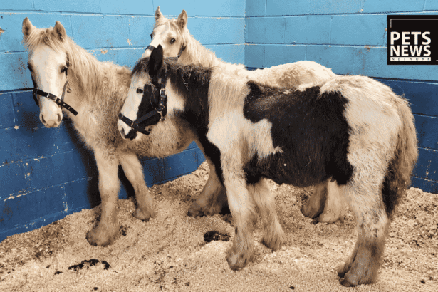 Fake Papers, Real Danger: How a European Crime Ring Gave 1,000+ Horses Stolen Identities