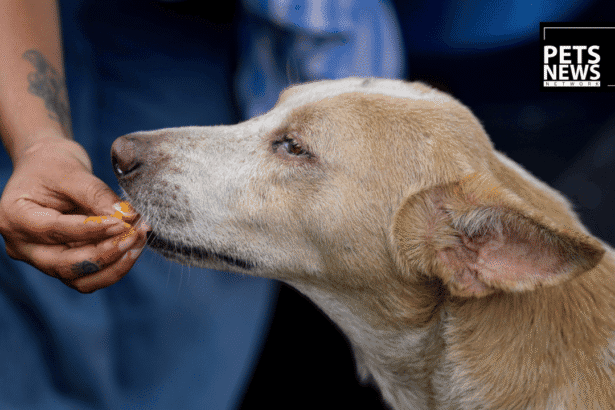 Turkey Banned Feeding Street Dogs. India Banned Street Feeding and Promised Feeding Zones — Then Didn't Build Them