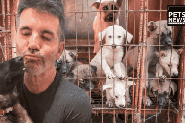 Simon Cowell Paid to Close One Dog Meat Farm. In 2027, a Law Will Close Them All.