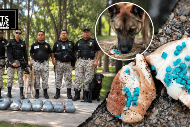 Pills Hidden in Meat: Three Dogs Dead After Poisoning Scare in Mexico City's Parque España