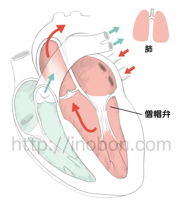 心臓の解剖学イラスト