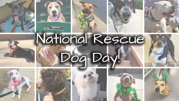 pet butler and dog rescue organizations