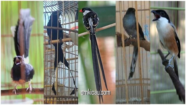 Beberapa jenis burung peliharaan yang berekor panjang