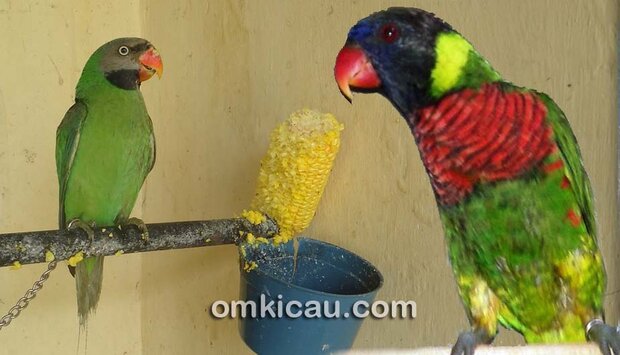 Memelihara burung paruh bengkok dengan menu rawatan yang sehat dan berkualitas