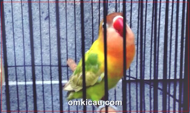 lovebird paud