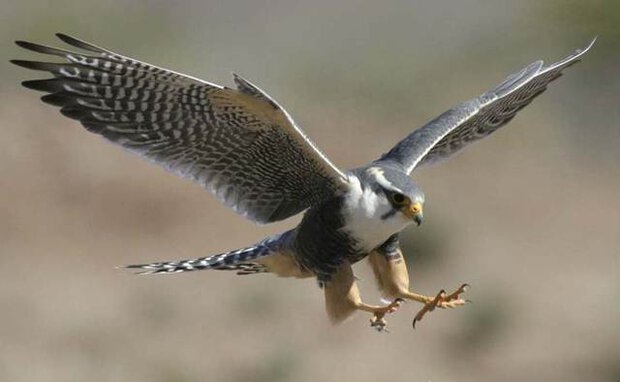 Burung alap-alap atau falcon
