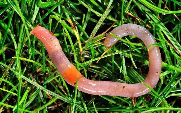earthworm_alaska