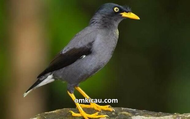 Mengatasi burung jalak yang kurang aktif dan malas berbunyi