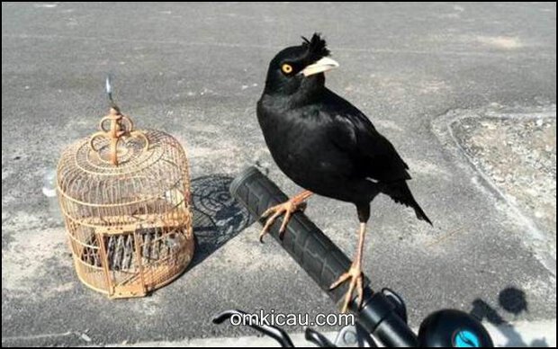 Burung jalak kebo banyak dipelihara karena mudah jinak dan pandai berkicau