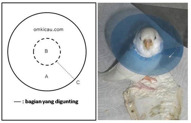 Membuat kerah sederhana untuk burung yang suka cabuti bulunya sendiri
