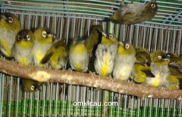 pleci ombyokan