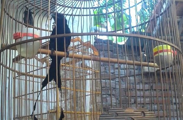 Burung srigunting (youtube)