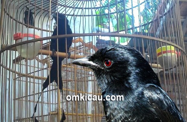 Merawat dan memaster burung srigunting