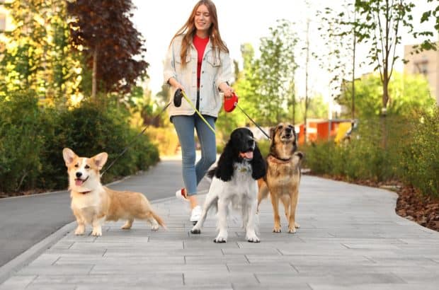 dog walking as a business startup