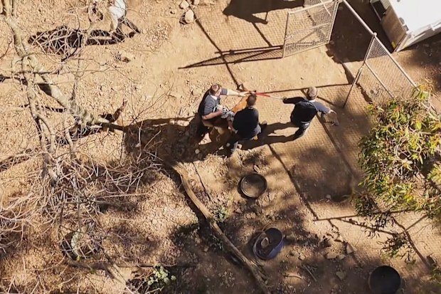 Sydney dog attack: Suspected intruder mauled to death at iconic property | Nine.com.au