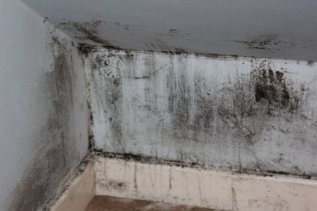 black mold in basement