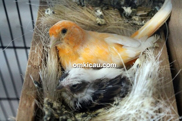 Breeding kenari TJM BF Bogor