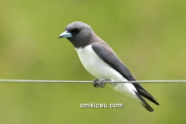 Burung kekep babi atau White-breasted woodswallow