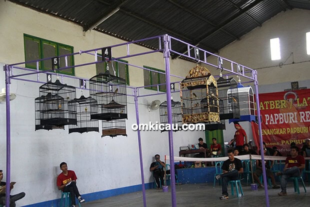 kontes kenari Papburi Rembang
