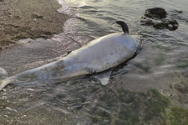 Gelibolu’dan sonra Kemer’’de de görüldü