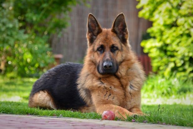 protection for a franchise business