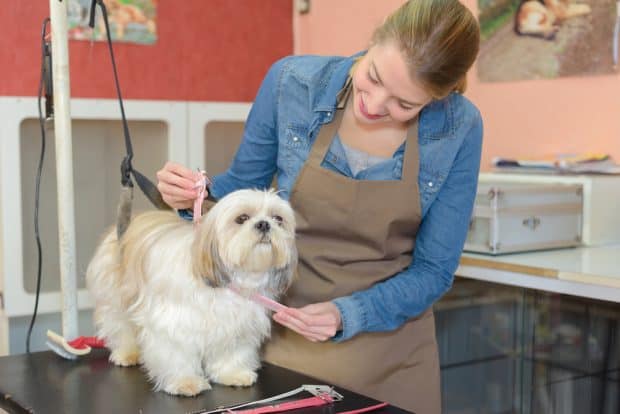 opportunities for starting a small business include dog grooming