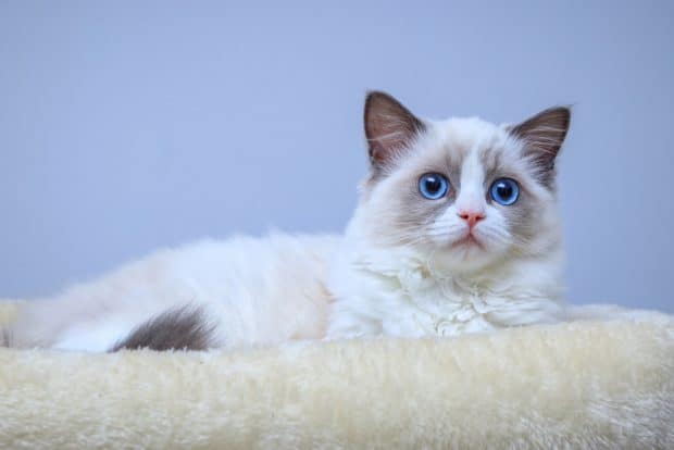 cat picture relating to story about orlando cat cafe