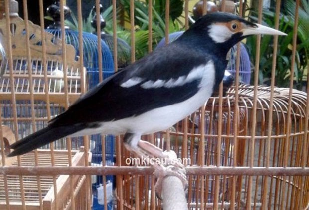 Burung jalak suren yang terkenal dengan ocehannya ternyata rentan dengan stres