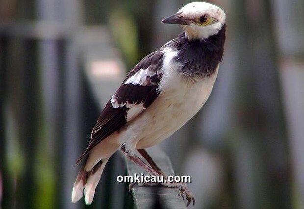 Burung jalak hongkong