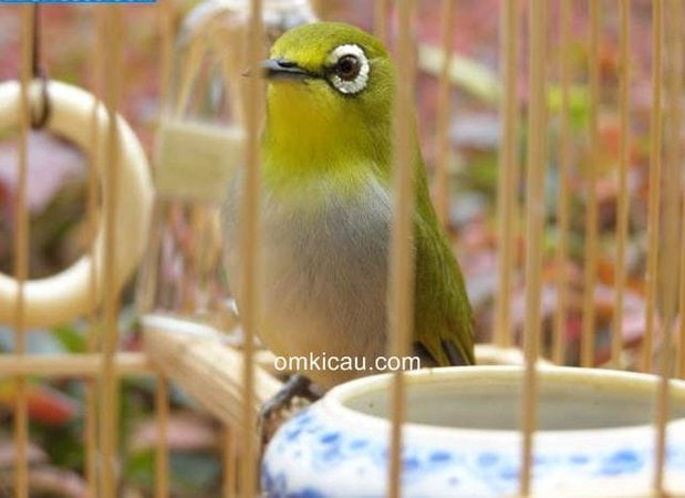 Membuat pakan basah untuk burung peliharaan