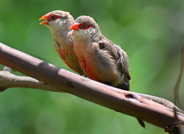 Sepasang common waxbill, burung jantan di sebelah kanan