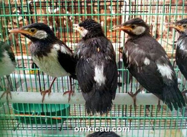 Pentingnya membiasakah burung jalak suren muda dengan semua jenis pakan