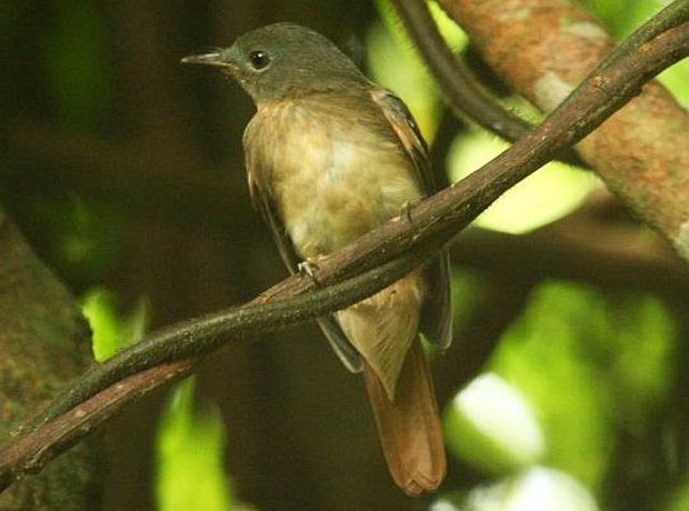 Burung philentoma sayap-merah betina