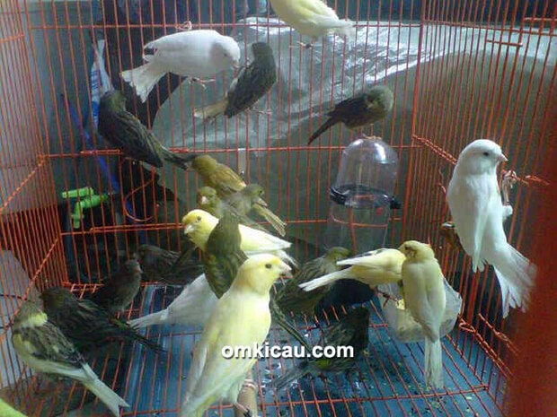 Cakra Jenae BF Jakarta