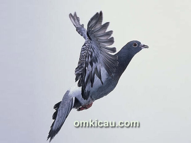 Fakta unik burung merpati