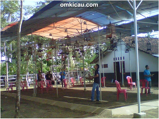 Latber Angsana Muda Cilacap