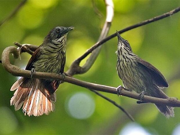 Burung ciungair coreng kalimantan