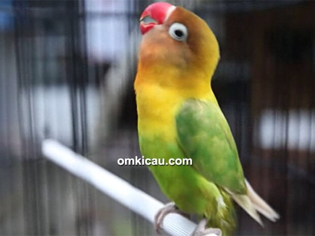 lovebird Kusumo