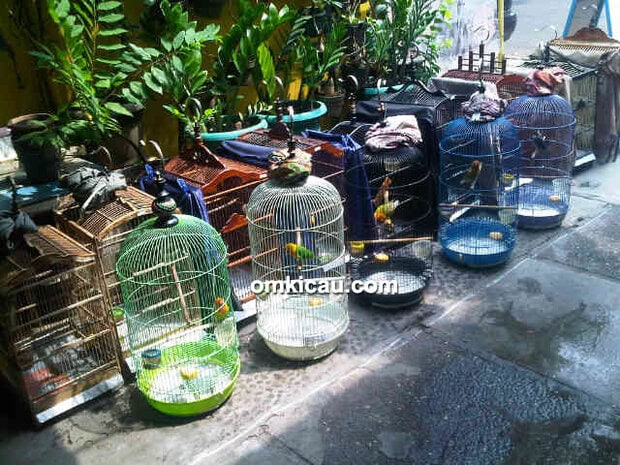 memaster anakan lovebird pakai kenari