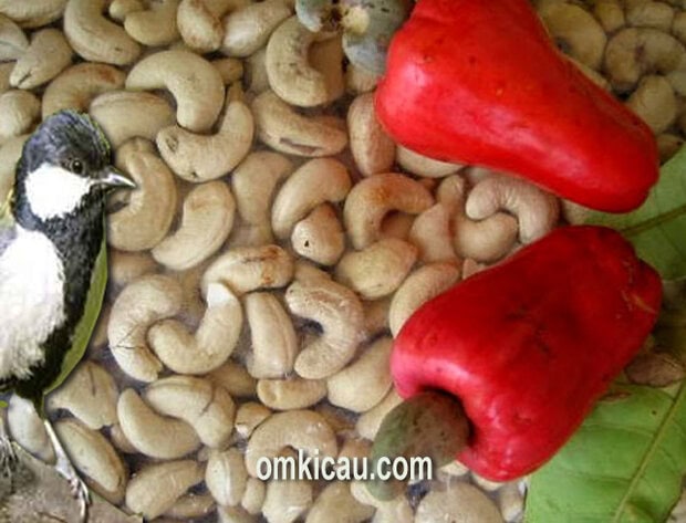 Manfaat dan kandungan kacang mete untuk burung peliharaan