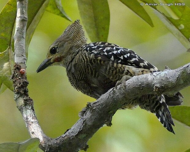 Buff-rumped eoodpecker (Meiglyptes grammithorax) yang sebelumnya dianggap sebagai satu spesies dengan caladi batu (Meiglyptes tristis)