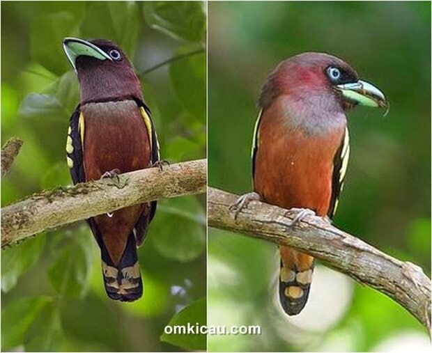 Sempur-hujan rimba jantan dengan garis abu-abu gelap pada bagian dada (kiri) dan burung betina dengan dada yang lebih polos