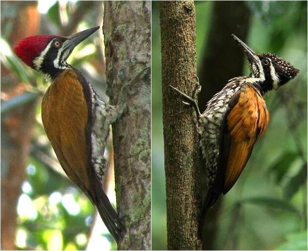Pelatuk tunggir emas jantan (kiri) dan betina