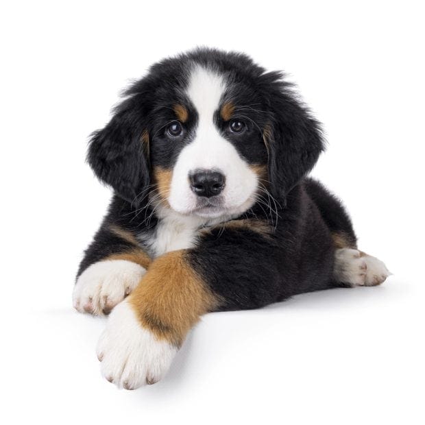 pet butler franchise cost