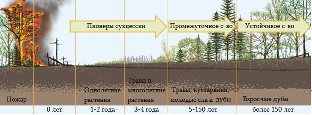 Разница между Первичной и Вторичной экологической сукцессией 2 Вторичная Сукцессия
