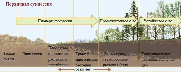 Разница между Первичной и Вторичной экологической сукцессией 1 Первичная Сукцессия