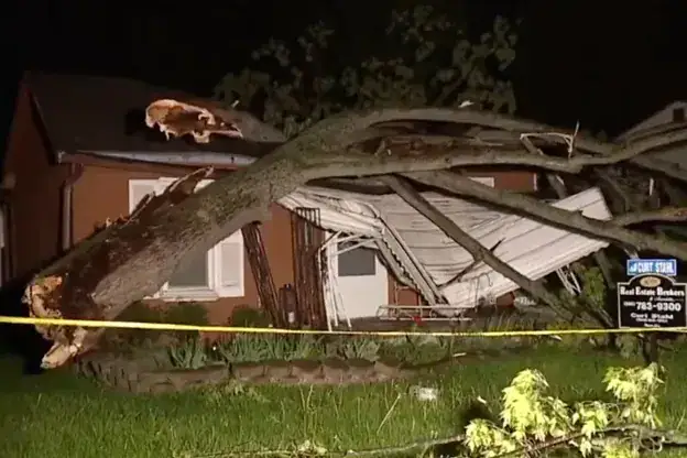 tree fell on property what to do