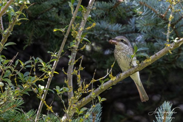 Le joli et détaillé plumage de madame Pie-grièche écorcheur